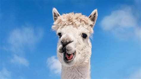 Stanford Axes Alpaca AI, Facebook LLama Copy, Aşırı Maliyet, Hatalar